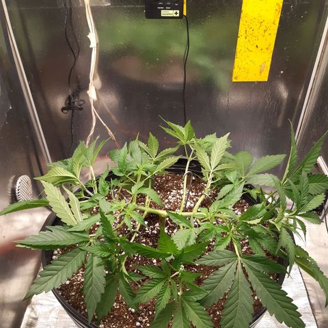 AutoColorado Cookies growlog photo: Remoção dos brotos pouco desenvolvidos e ajuste nas amarras