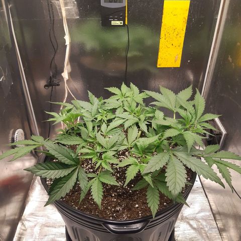 AutoColorado Cookies growlog timeline photo