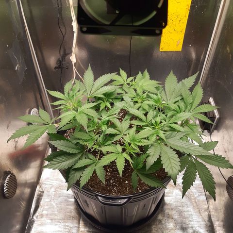 AutoColorado Cookies growlog timeline photo