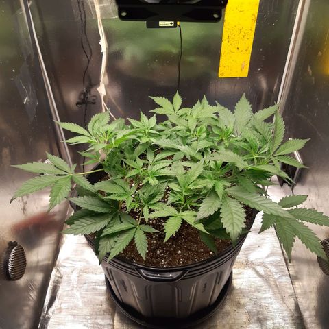 AutoColorado Cookies growlog timeline photo