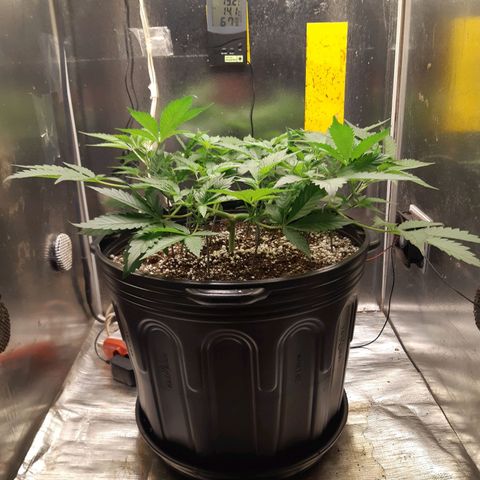 AutoColorado Cookies growlog timeline photo
