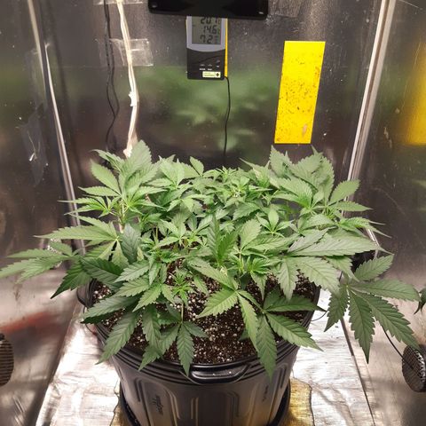AutoColorado Cookies growlog timeline photo