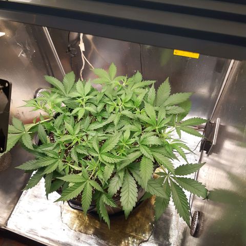 AutoColorado Cookies growlog timeline photo
