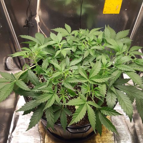 AutoColorado Cookies growlog timeline photo