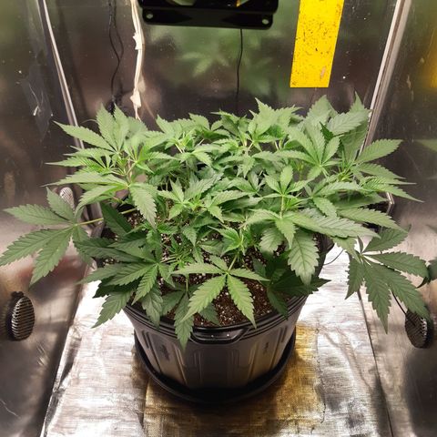 AutoColorado Cookies growlog timeline photo