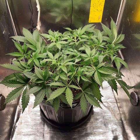 AutoColorado Cookies growlog timeline photo