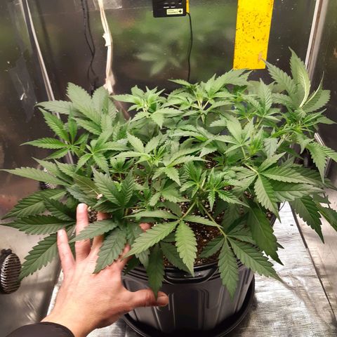 AutoColorado Cookies growlog timeline photo