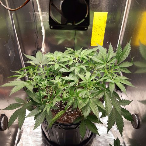 AutoColorado Cookies growlog timeline photo