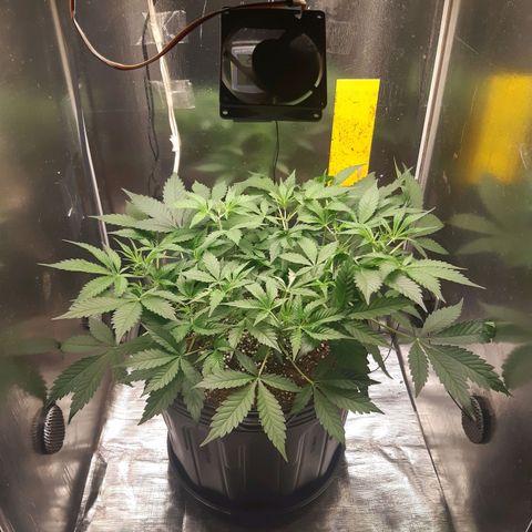 AutoColorado Cookies growlog timeline photo