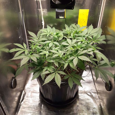 AutoColorado Cookies growlog timeline photo