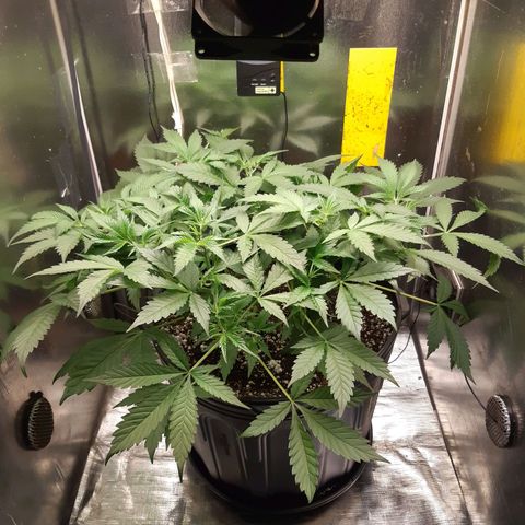AutoColorado Cookies growlog timeline photo