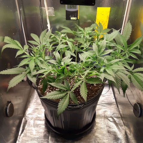 AutoColorado Cookies growlog timeline photo