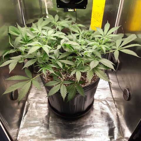 AutoColorado Cookies growlog timeline photo
