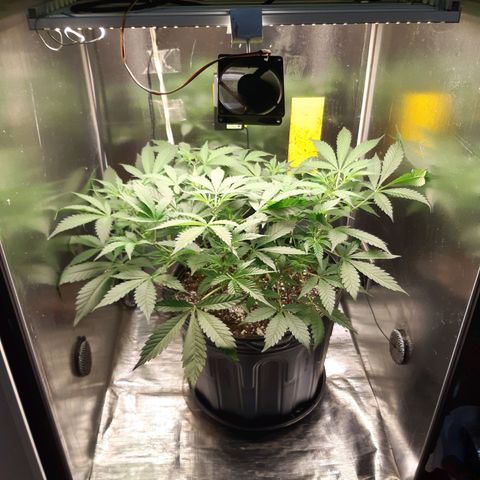AutoColorado Cookies growlog timeline photo