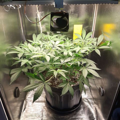 AutoColorado Cookies growlog timeline photo