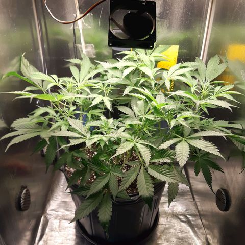 AutoColorado Cookies growlog timeline photo