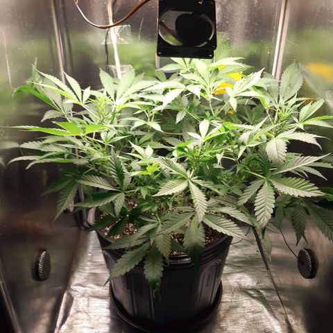 AutoColorado Cookies growlog timeline photo