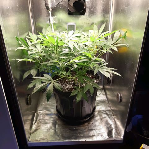 AutoColorado Cookies growlog timeline photo