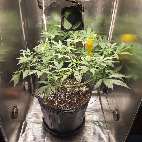 AutoColorado Cookies growlog timeline photo