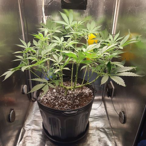 AutoColorado Cookies growlog timeline photo