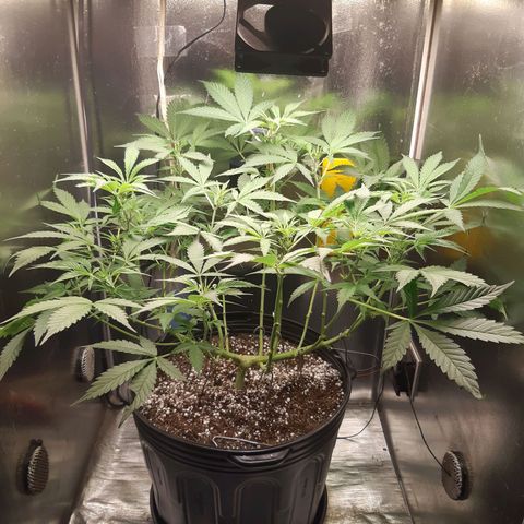 AutoColorado Cookies growlog timeline photo
