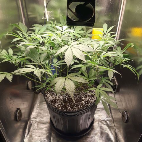 AutoColorado Cookies growlog timeline photo