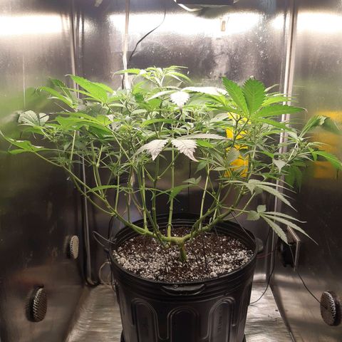 AutoColorado Cookies growlog timeline photo