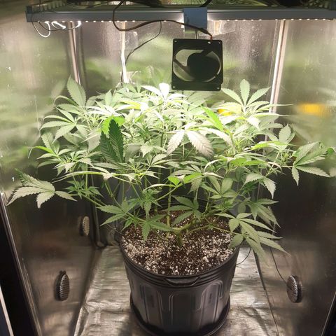 AutoColorado Cookies growlog timeline photo