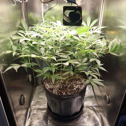 AutoColorado Cookies growlog timeline photo