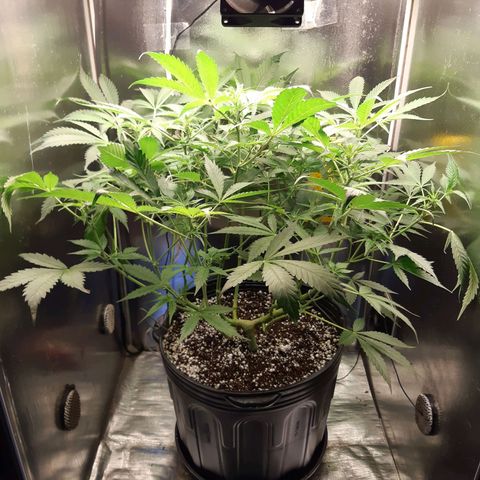 AutoColorado Cookies growlog timeline photo