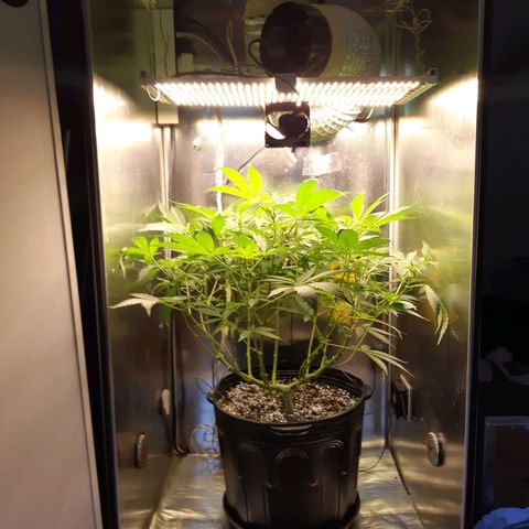 AutoColorado Cookies growlog timeline photo