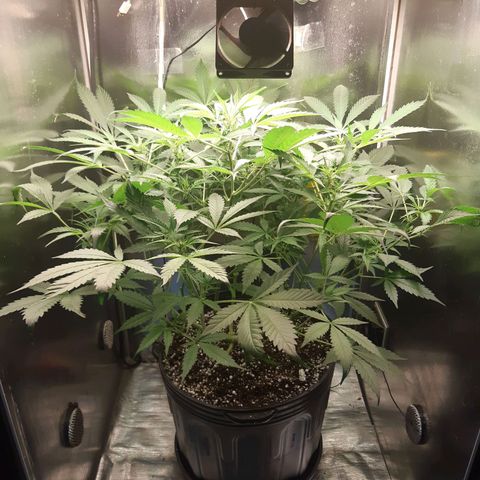 AutoColorado Cookies growlog timeline photo