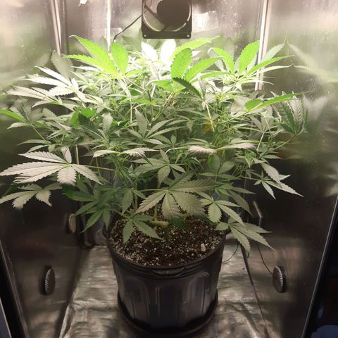AutoColorado Cookies growlog timeline photo