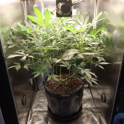 AutoColorado Cookies growlog timeline photo