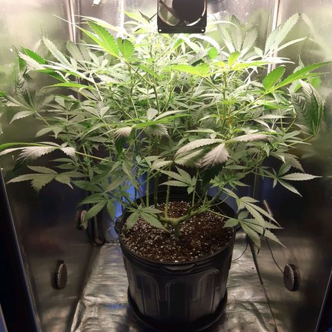 AutoColorado Cookies growlog timeline photo