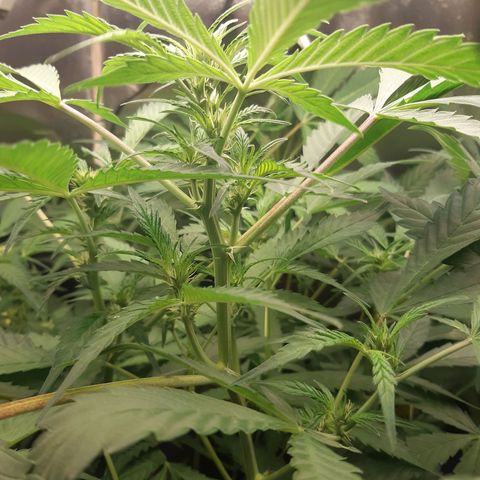 AutoColorado Cookies growlog timeline photo