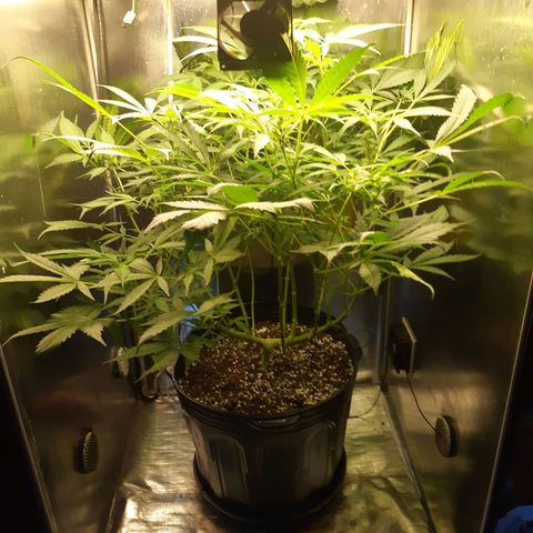 AutoColorado Cookies growlog timeline photo