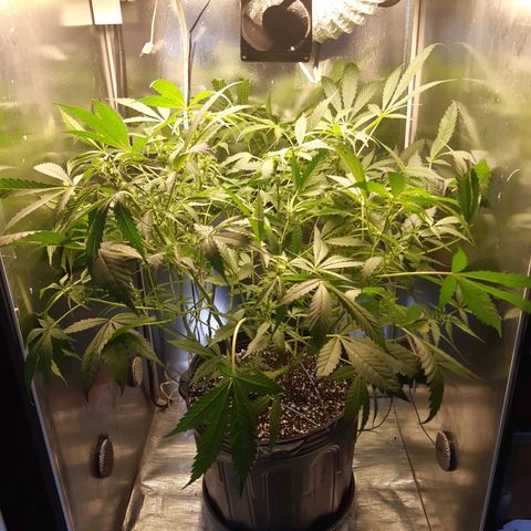AutoColorado Cookies growlog timeline photo