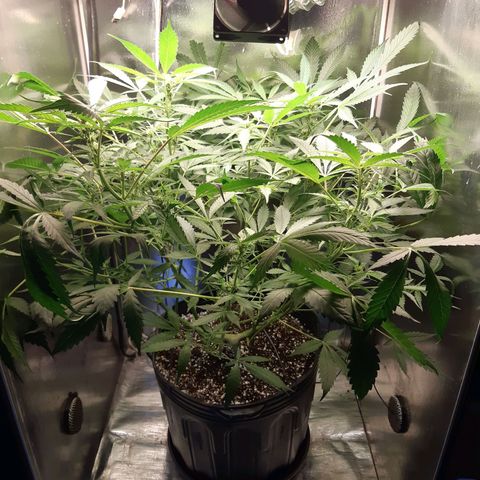 AutoColorado Cookies growlog timeline photo