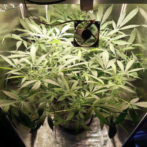 AutoColorado Cookies growlog timeline photo