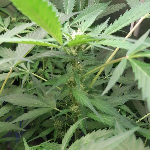 AutoColorado Cookies growlog timeline photo