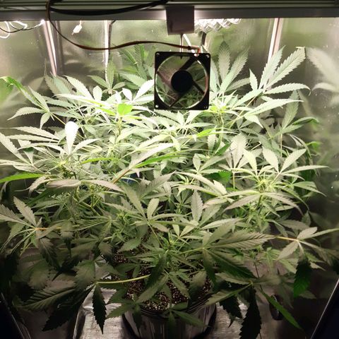 AutoColorado Cookies growlog timeline photo