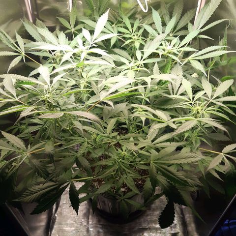 AutoColorado Cookies growlog timeline photo