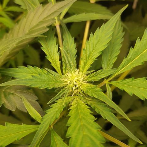 AutoColorado Cookies growlog timeline photo