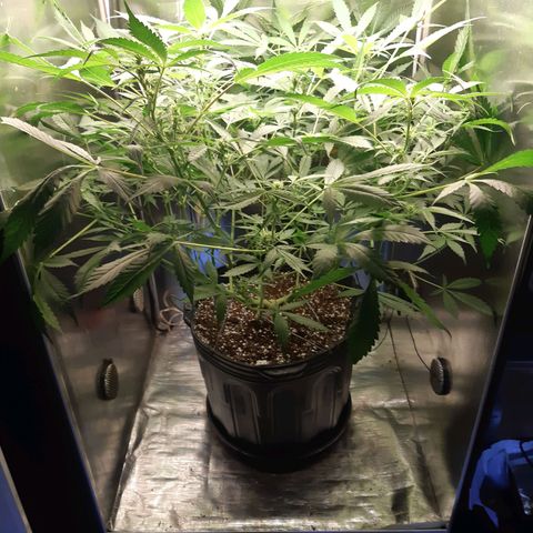 AutoColorado Cookies growlog timeline photo