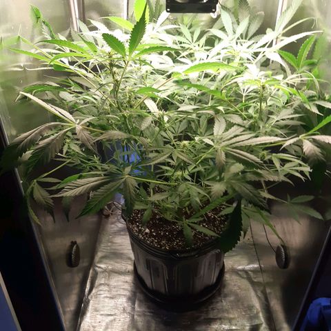 AutoColorado Cookies growlog timeline photo