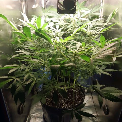 AutoColorado Cookies growlog timeline photo