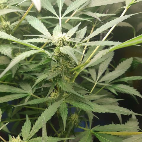 AutoColorado Cookies growlog timeline photo