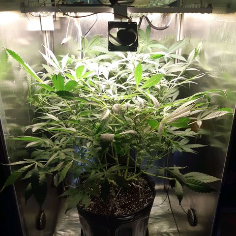 AutoColorado Cookies growlog timeline photo