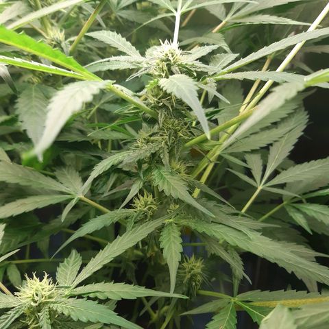 AutoColorado Cookies growlog timeline photo